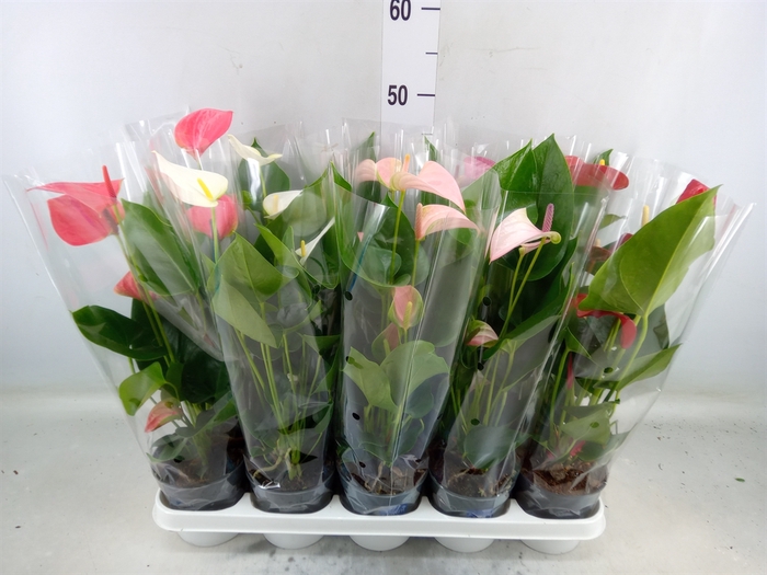 <h4>Anthurium   ...mix</h4>