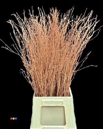 <h4>Betula / Berkentak Terracotta</h4>