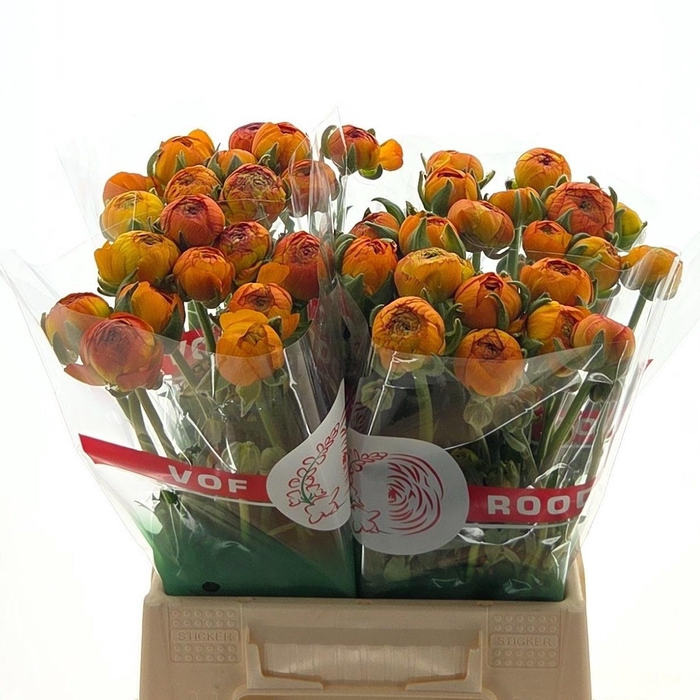 <h4>Ran Aazur Orange</h4>