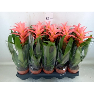 Guzmania  'Melissa'
