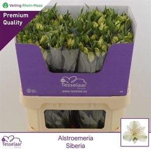 Alstroemeria Siberia | Heavy Quality