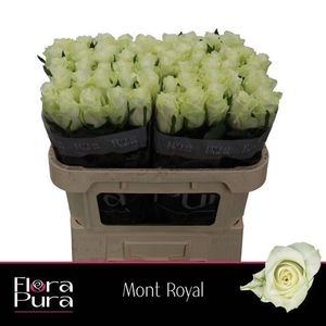 ROSA GR 'MONT ROYAL'