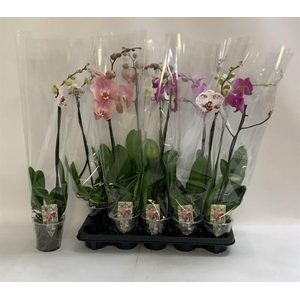 PHAL GEM
