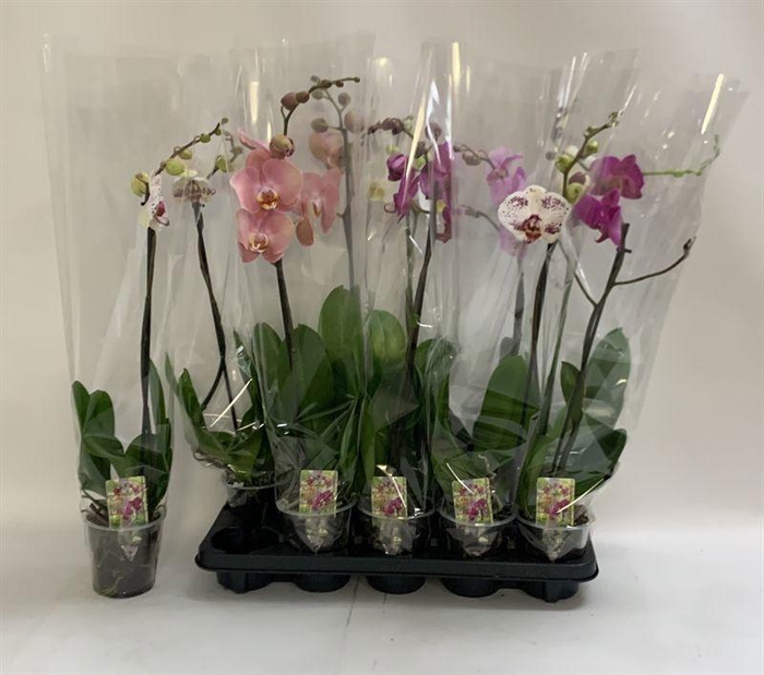 <h4>PHAL GEM</h4>