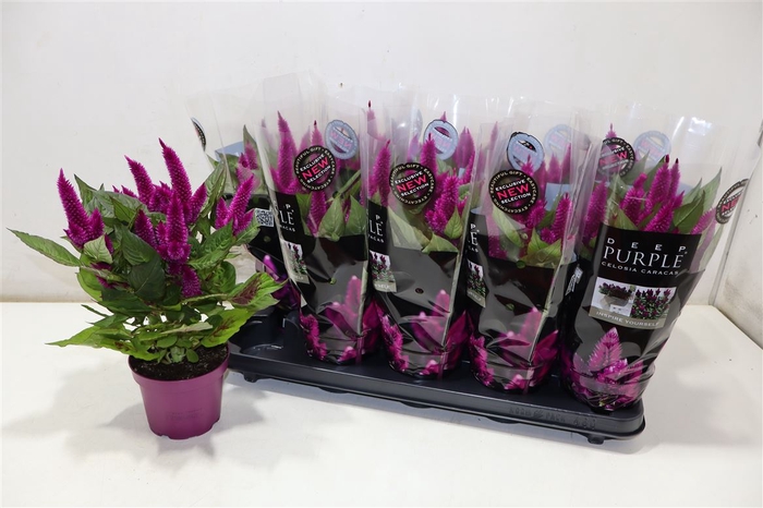 Cel Deep Purple