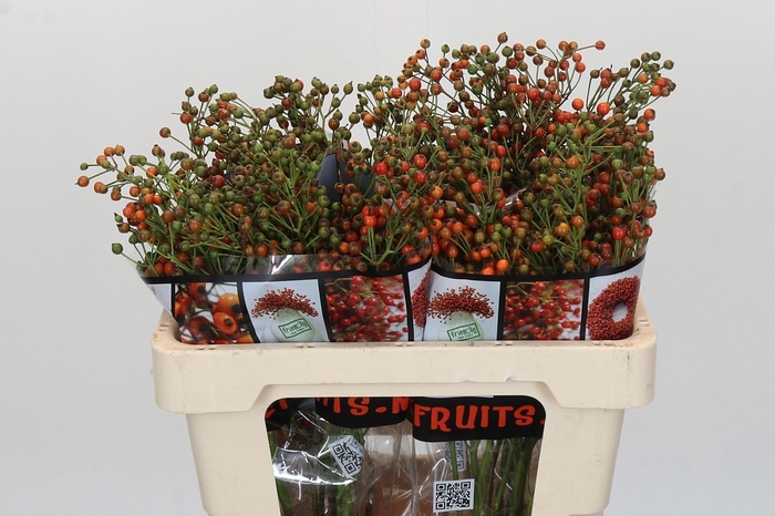 <h4>ROSA AUT ROSEFRUITS</h4>