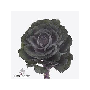 Brassica elegance