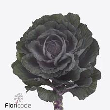 <h4>Brassica elegance</h4>