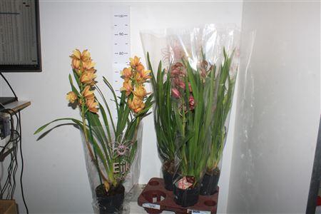 <h4>Cymb Gemengd 2 Branches</h4>