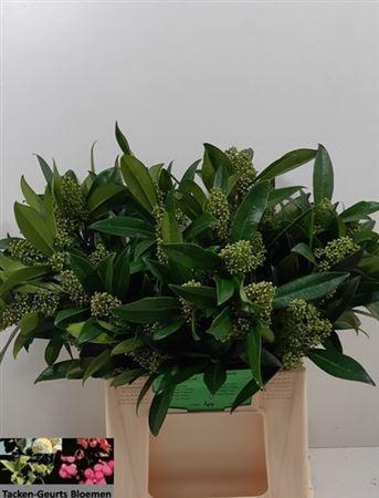 <h4>Skim C Kew Green Bs</h4>