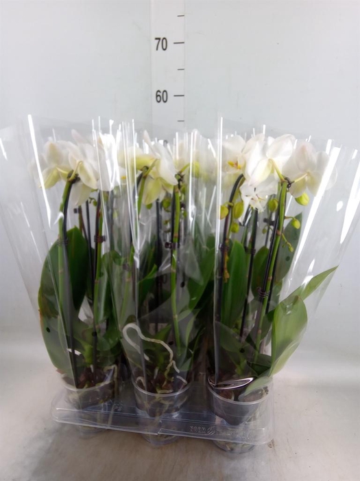 <h4>Phalaenopsis  'Elegant Cascade'</h4>