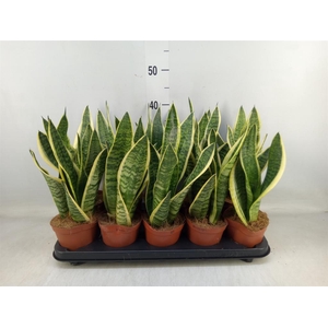 Sansevieria trifa. 'Futura Superba'