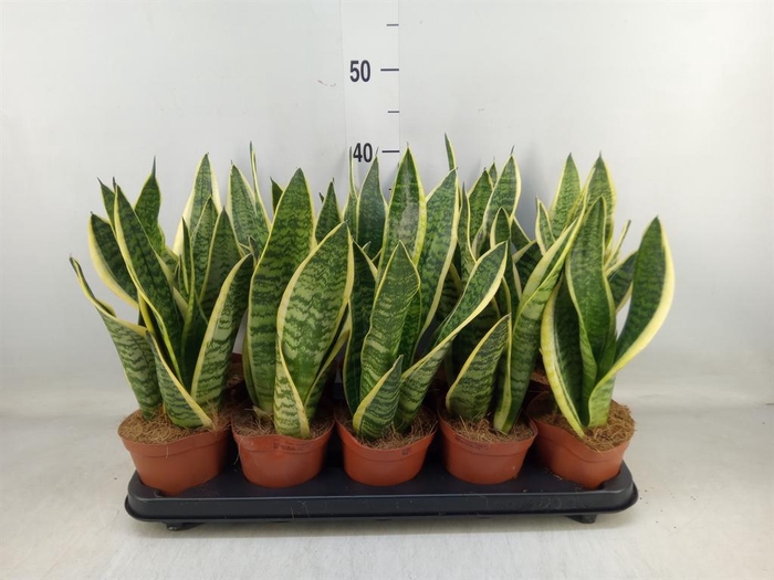 <h4>Sansevieria trifa. 'Futura Superba'</h4>