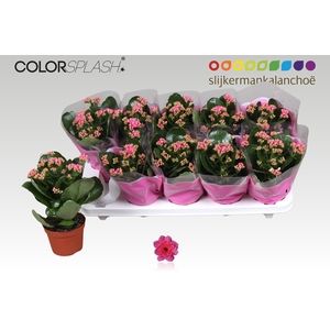 KAL GE SEREN PINK