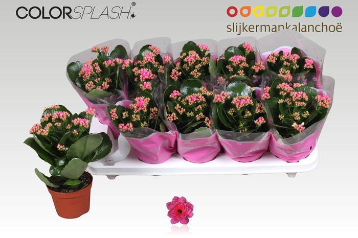 <h4>KAL GE SEREN PINK</h4>