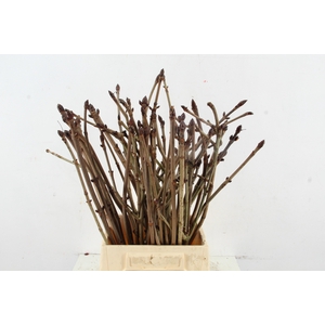 AESCULUS HIPPOC TAK 50CM