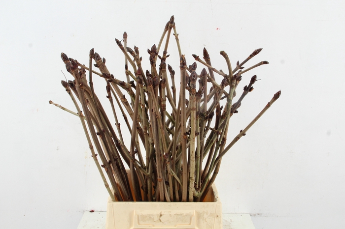 <h4>AESCULUS HIPPOC TAK 50CM</h4>