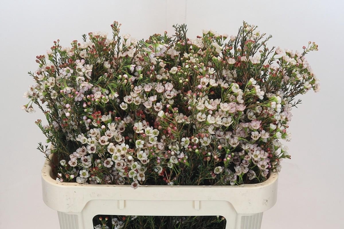 <h4>Chamelaucium Ella</h4>