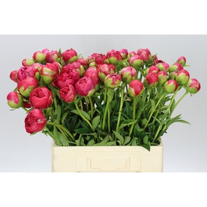 Paeonia Command Performance