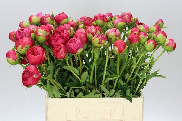 Paeonia Command Performance