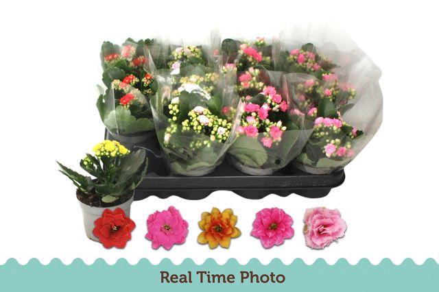 <h4>KAL GE GEM 5 KL</h4>