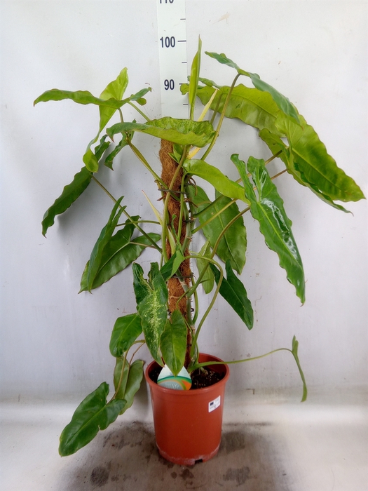 <h4>Philodendron   ...</h4>