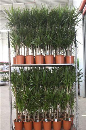 Dra Marginata 60-30-15 Cm