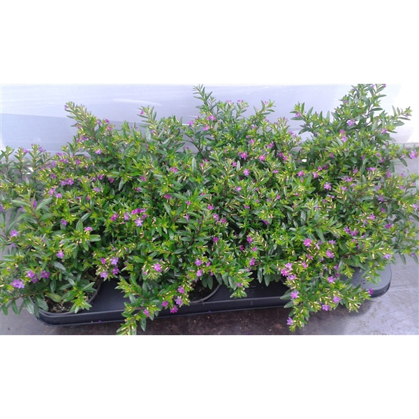 <h4>Cuphea hyssopifolia paars</h4>