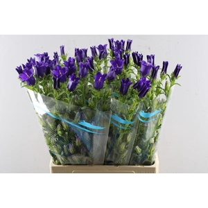 Campanula Blauw Waal