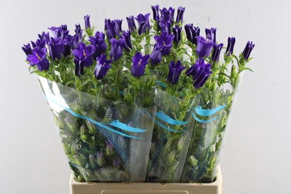 <h4>Campanula Blauw Waal</h4>
