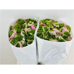 RANUNCULUS CLOONEY FESTIVAL PINK