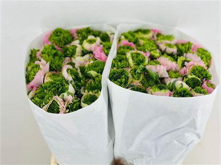 <h4>RANUNCULUS CLOONEY FESTIVAL PINK</h4>