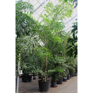 Caryota mitis