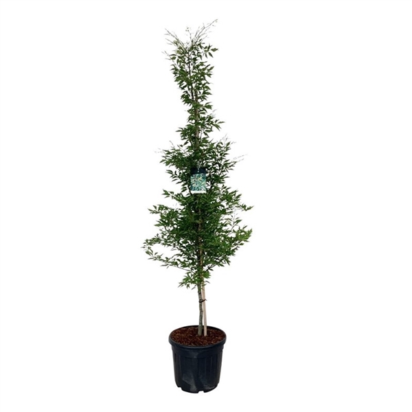 <h4>Fagus syl. 'Aspleniifolia'</h4>