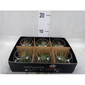Arr.  Tillandsia L%