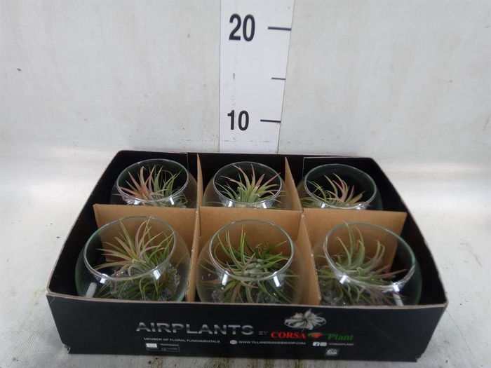 <h4>Arr.  Tillandsia L%</h4>
