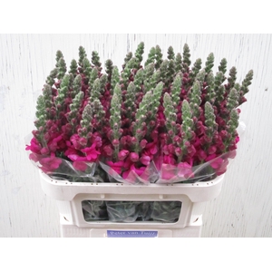 Antirrhinum Costa Summer Purple