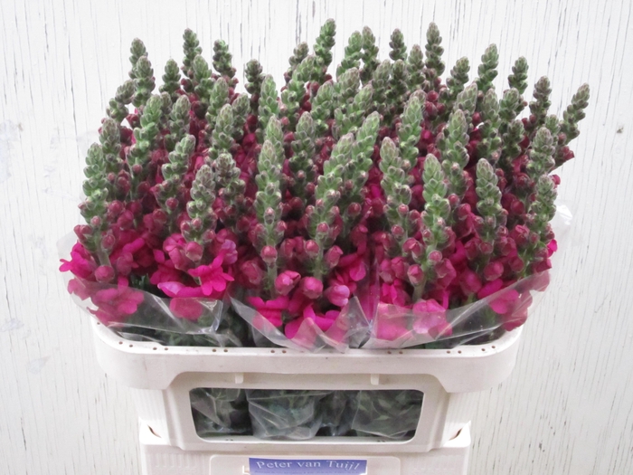 <h4>Antirrhinum Costa Summer Purple</h4>