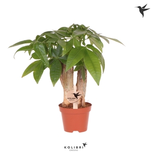 Kolibri Greens Pachira