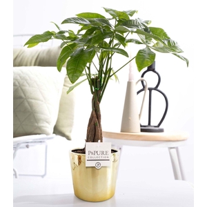 Pachira Aquatica in P&PURE Laryssa ceramics shiny gold