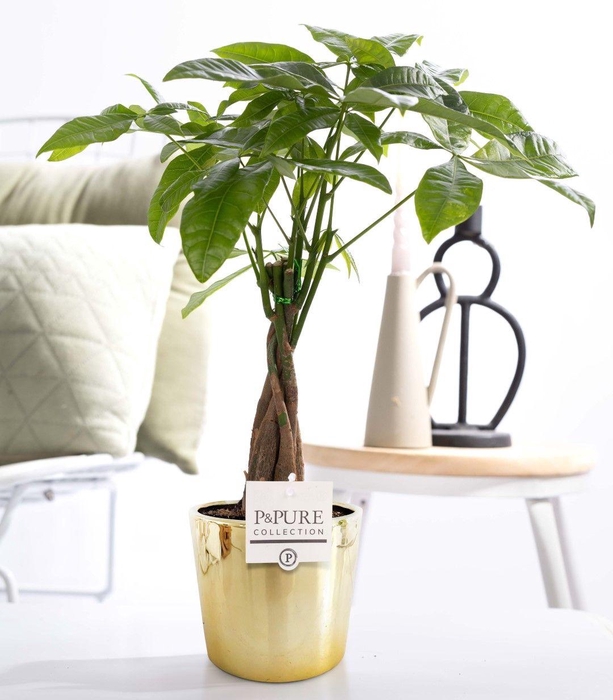 <h4>Pachira Aquatica in P&PURE Laryssa ceramics shiny gold</h4>