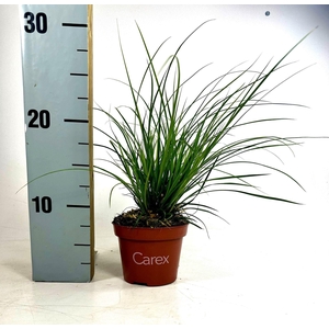 Carex brunnea