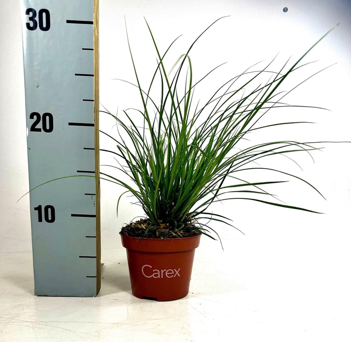 <h4>Carex brunnea</h4>