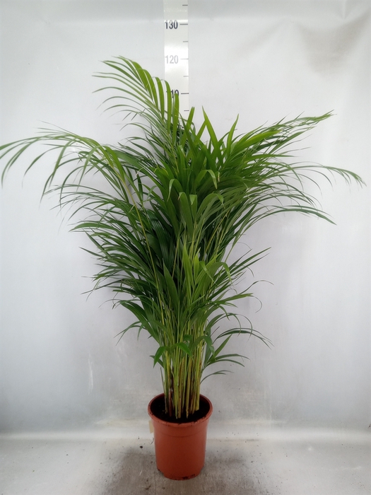 <h4>Dypsis lutescens   ...Chrysalidoca</h4>