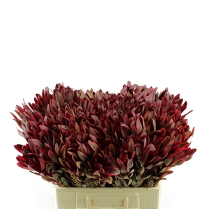 Leucadendron Jester