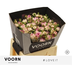 R Tr Love It Voorn Seasons