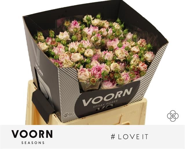 <h4>R Tr Love It Voorn Seasons</h4>