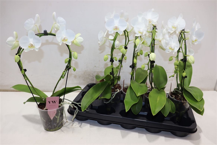 <h4>Phal Ov Wit</h4>