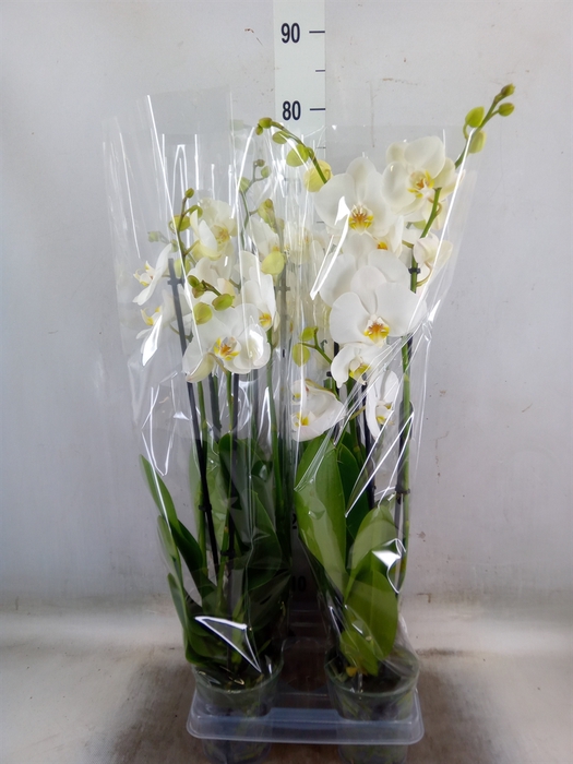 <h4>Phalaenopsis  'Ant Nottingham'</h4>