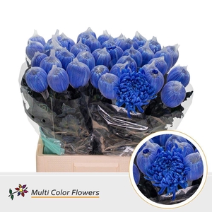 Chrysanthemum PL 'Antonov'  .col H%